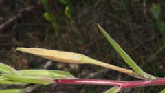 Oenothera elata hirsutissima