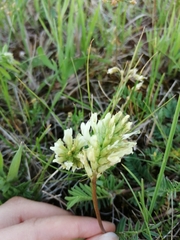 Astragalus inopinatus