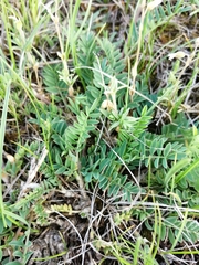 Astragalus inopinatus