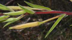 Oenothera elata hirsutissima