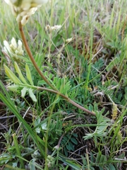 Astragalus inopinatus
