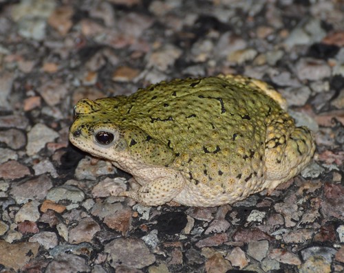 Chihuahuan Green Toad