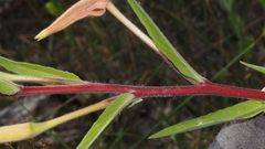 Oenothera elata hirsutissima