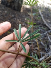 Lupinus angustiflorus