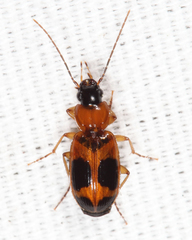 Badister neopulchellus