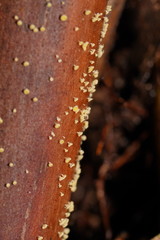 Lachnum pteridophyllum