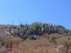 Myrtillocactus cochal