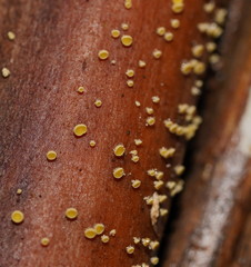 Lachnum pteridophyllum