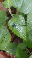 Leiobunum viridorsum