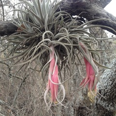 Tillandsia erubescens