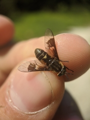 Chrysops excitans