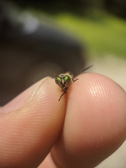 Chrysops excitans