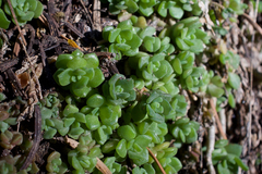 Sedum niveum