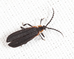 Leptoceletes basalis