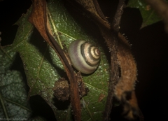 Posorites conscendens