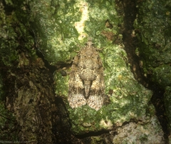 Polylopha epidesma