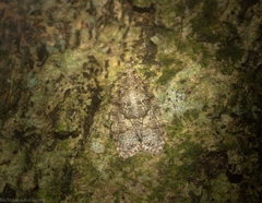 Polylopha epidesma