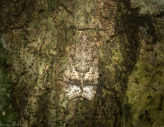 Polylopha epidesma