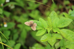 Ypthima multistriata