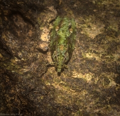 Sorolopha delochlora