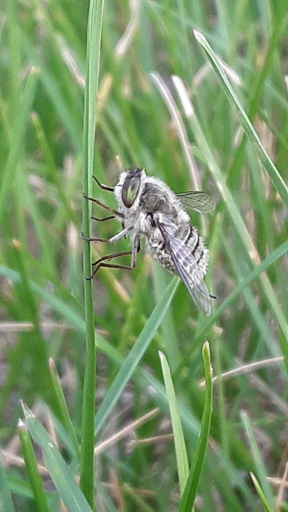 Neorhynchocephalus sackenii