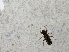 Neopamera albocincta