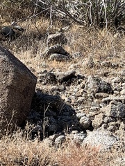 Crotaphytus vestigium