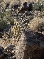 Crotaphytus vestigium