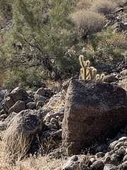 Crotaphytus vestigium