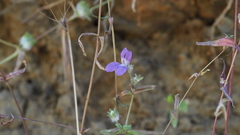 Collinsia concolor