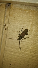 Brothylus gemmulatus