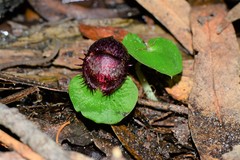 Corybas fimbriatus
