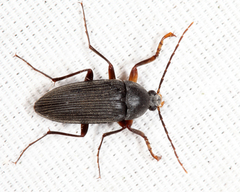 Androchirus erythropus