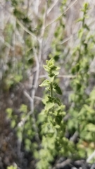 Brickellia microphylla