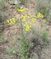 Hymenopappus flavescens