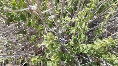 Brickellia microphylla