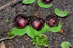 Corybas fimbriatus