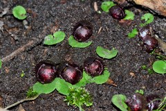 Corybas fimbriatus