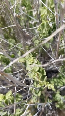 Brickellia microphylla