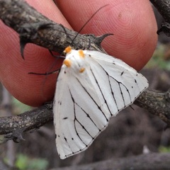 Neuromelia selectata