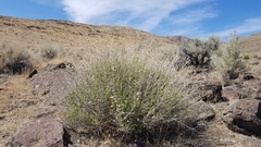 Brickellia microphylla