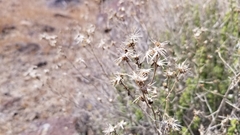 Brickellia microphylla