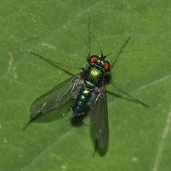 Condylostylus comatus