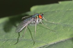 Condylostylus comatus