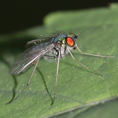 Condylostylus comatus