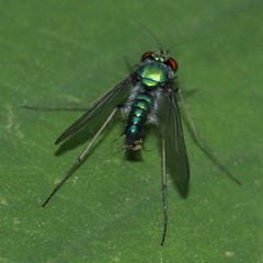 Condylostylus comatus