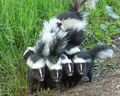 Striped Skunk photo 2