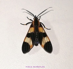 Dycladia