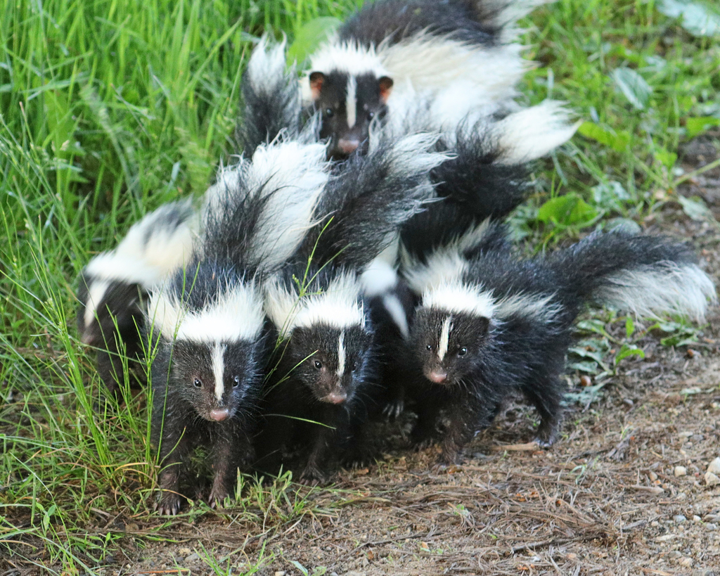 Striped Skunk from Summit County, OH, USA on June 19, 2020 at 08:45 PM ...