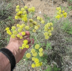 Hymenopappus flavescens